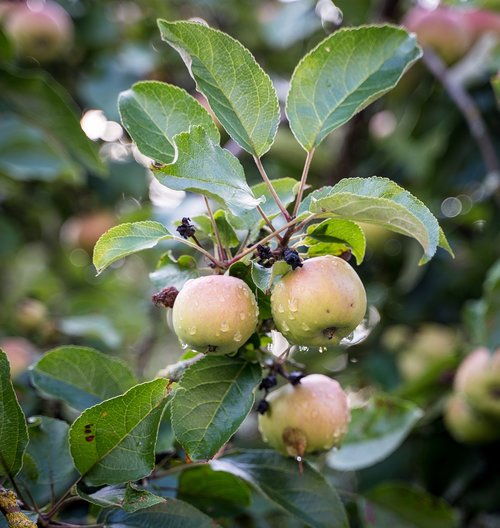 apple  apple tree  rain