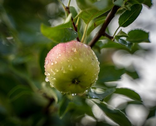 apple  apple tree  rain