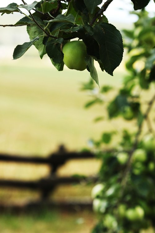 apple  apple tree  fruit