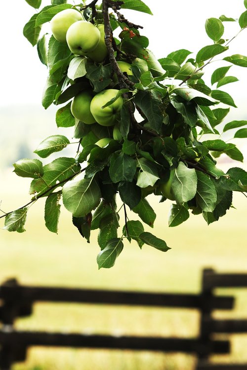 apple  branch  apple tree