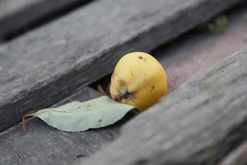 apple  tree  yellow apple