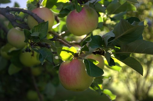 apple  apple tree  fruits