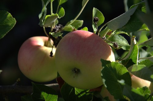 apple  apple tree  fruit