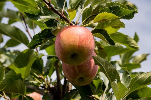 apple  apple tree  fruit