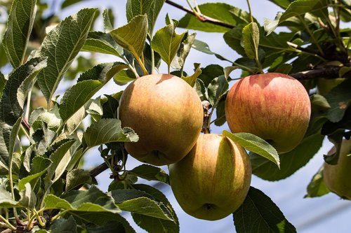 apple  apple tree  fruit