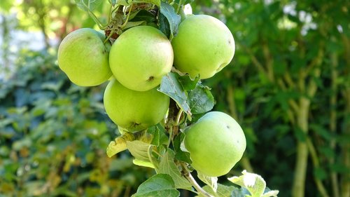 apple  fruit  fresh