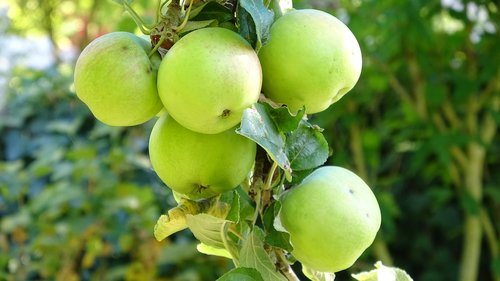 apple  fruit  fresh