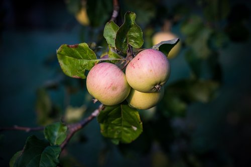 apple  apple tree  mature