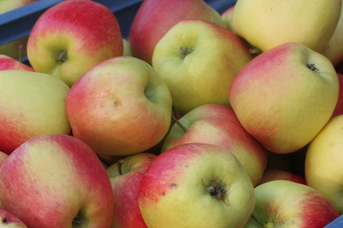 apple  autumn  harvest