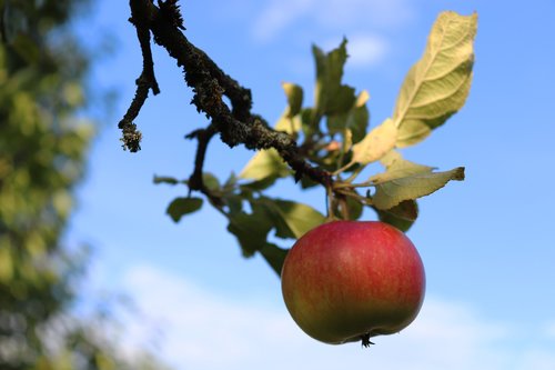 apple  apple tree  red