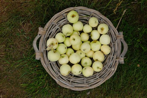 apple  basket  fruit