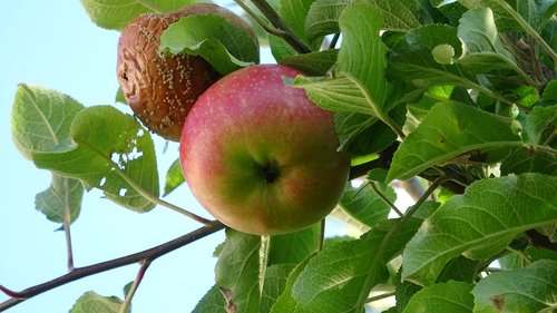 apple  fruit  red