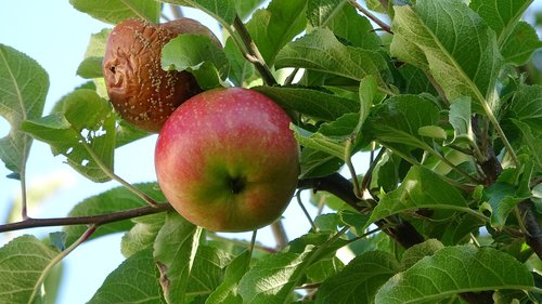 apple  fruit  lazy