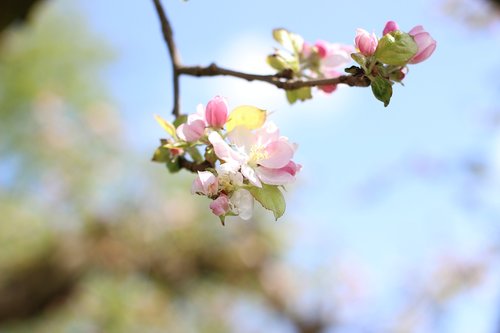 apple  apple tree  pink