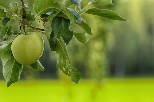 apple  apple tree  leaf