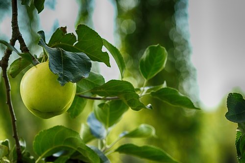 apple  apple tree  leaf