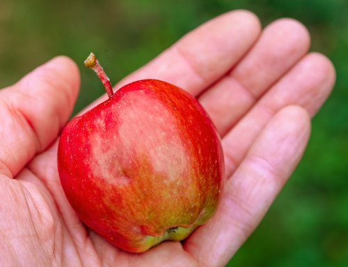 apple  harvest  give