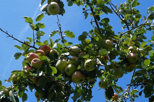 apple  sky  tree