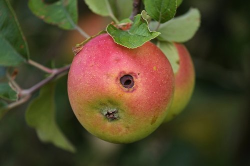 apple  worm hole  fruit