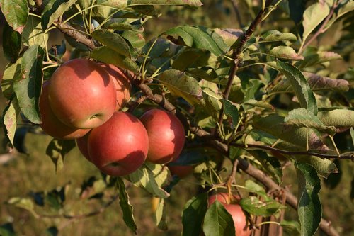 apple  autumn  fruit