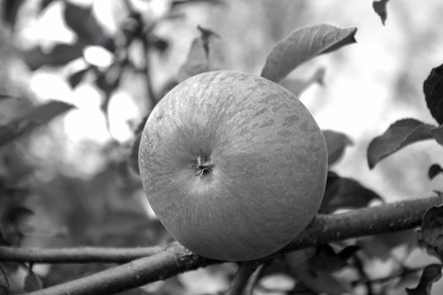 apple  tree  fruit