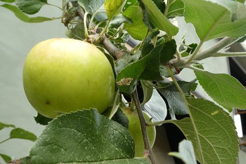 apple  fruit  fruits