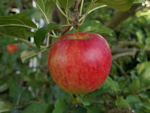 apple  red  healthy