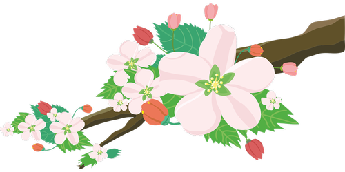 apple  blossoms  flowers
