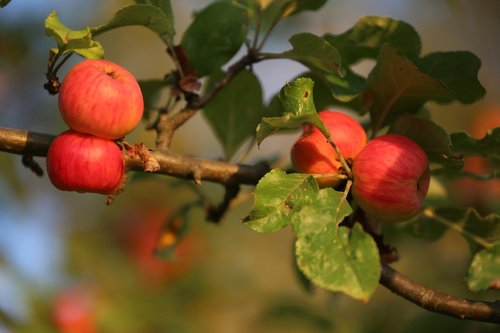 apple  nature  fruit