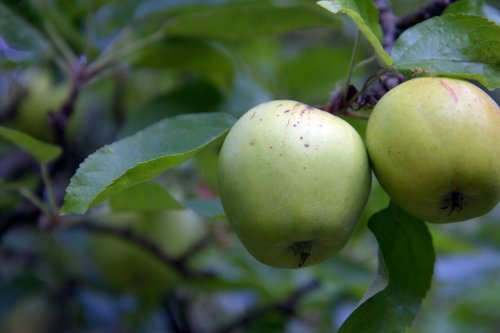 apple  fruit  kernobstgewaechs