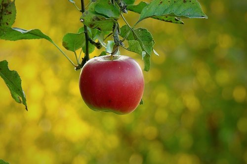 apple  paradise fruit  health