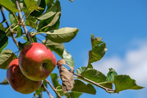 apple  fruit  fruits