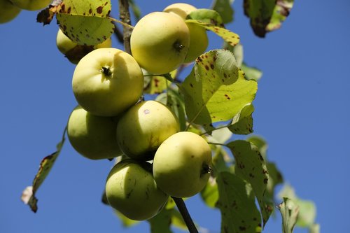 apple  fruit  fruits