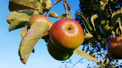 apple  ripe  apple tree