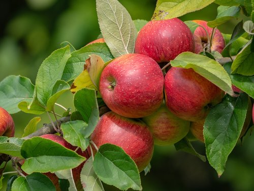 apple  apple tree  ripe