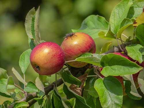 apple  apple tree  fruit