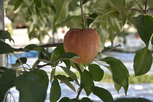 apple  fruit  apple tree