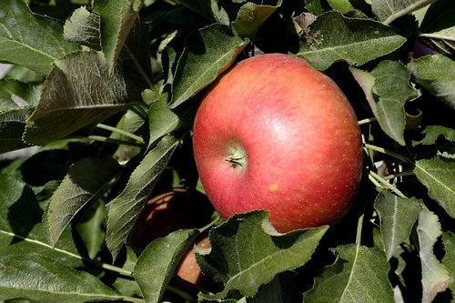 apple  fruit  red