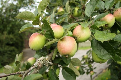 apple leaf fruit