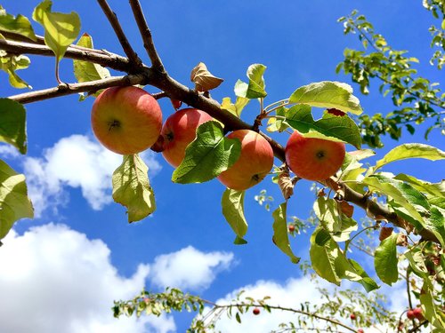 apple  apple tree  sky