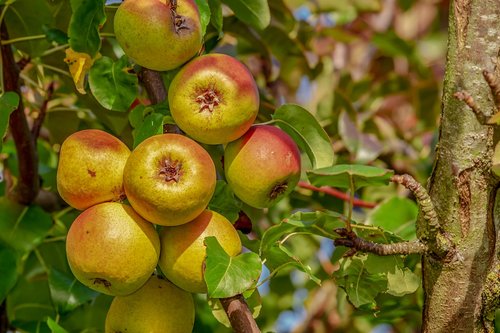 apple  fruit  ripe