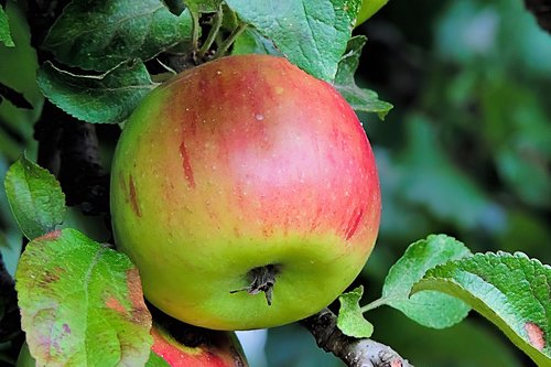 apple  browned  fruits