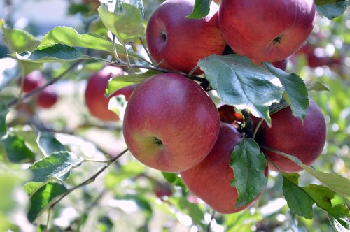 apple  fruits  fruit