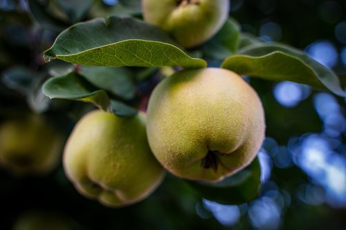 apple  apple tree  fruit tree