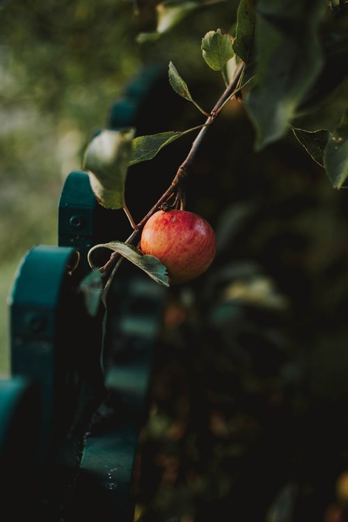 apple  branch  garden