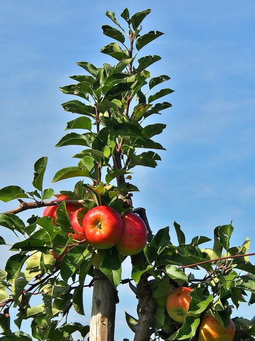 apple  red  harvest thanksgiving