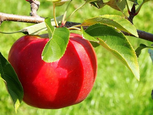 apple  red  harvest