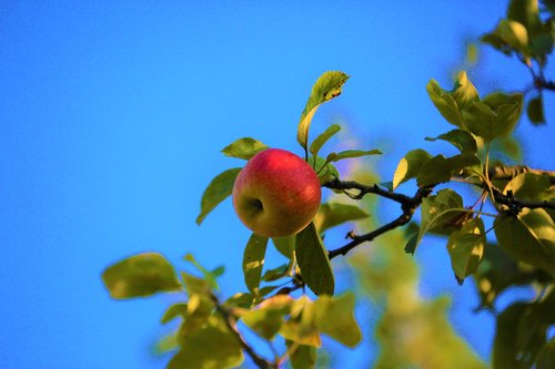 apple  tree  nature