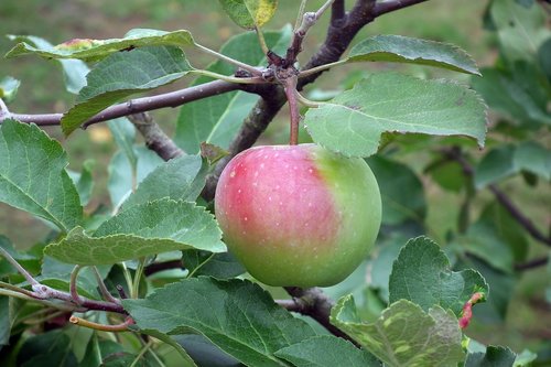 apple  fruit  bio