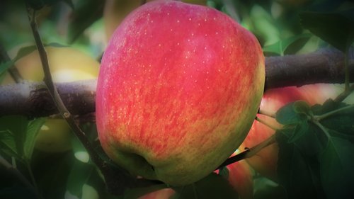 apple  adverb  fruit